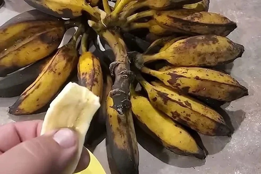 Racimo de pl&aacute;tanos muy maduros y una mano sosteniendo un trozo pelado. La foto es ilustrativa.